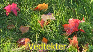 Vedtekter