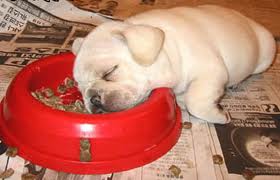 Spill 11 på onsdagsbridgen 